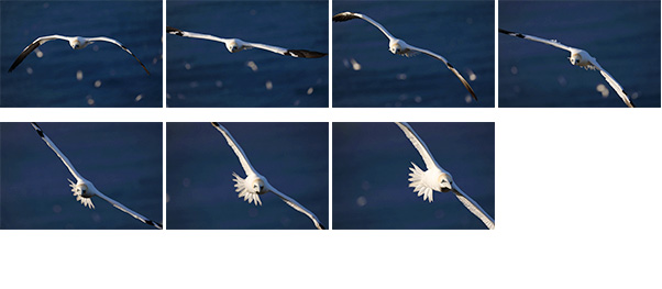 Up to 7.0 fps Continuous Shooting
