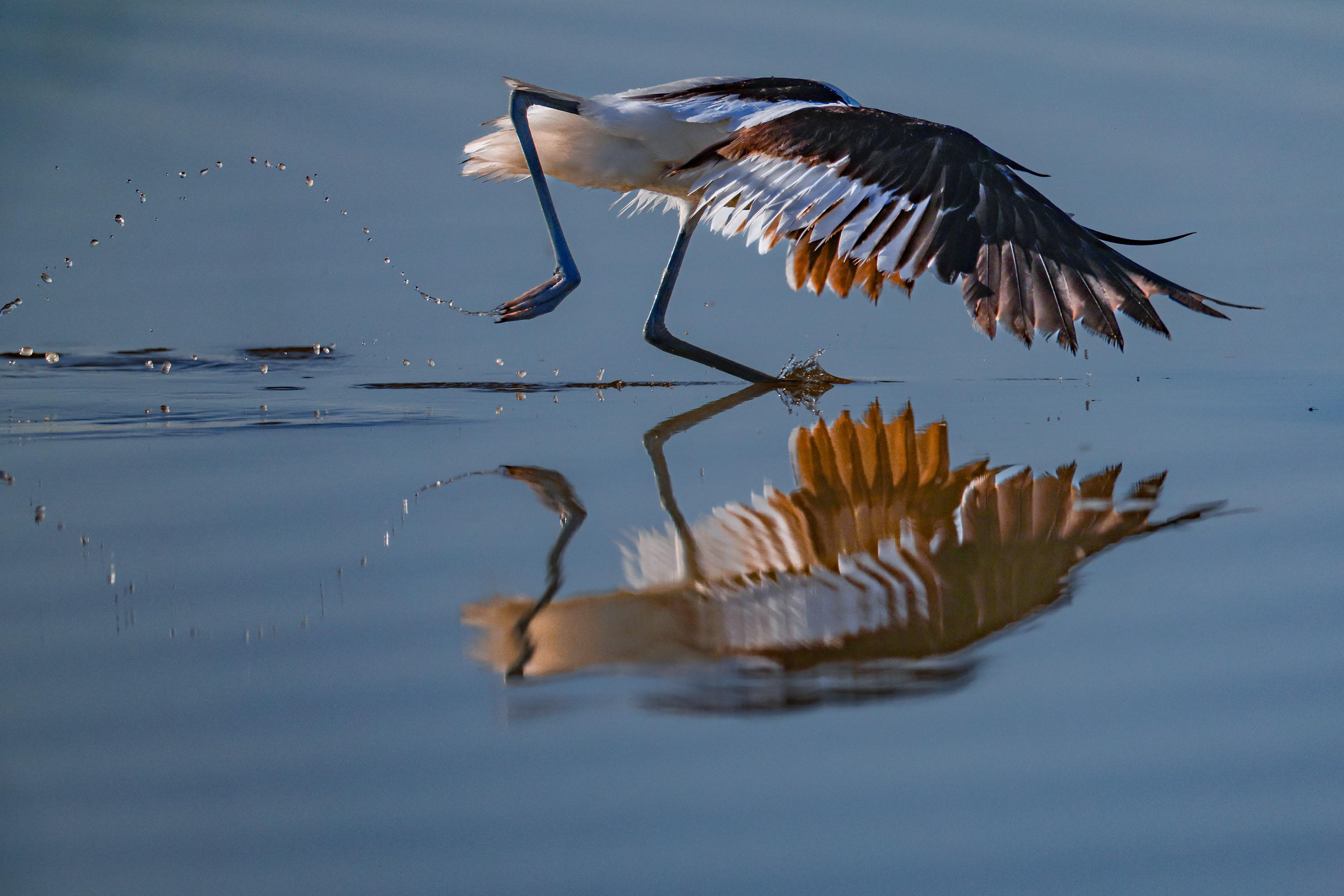 Pássaro capturando um peixe em um lago