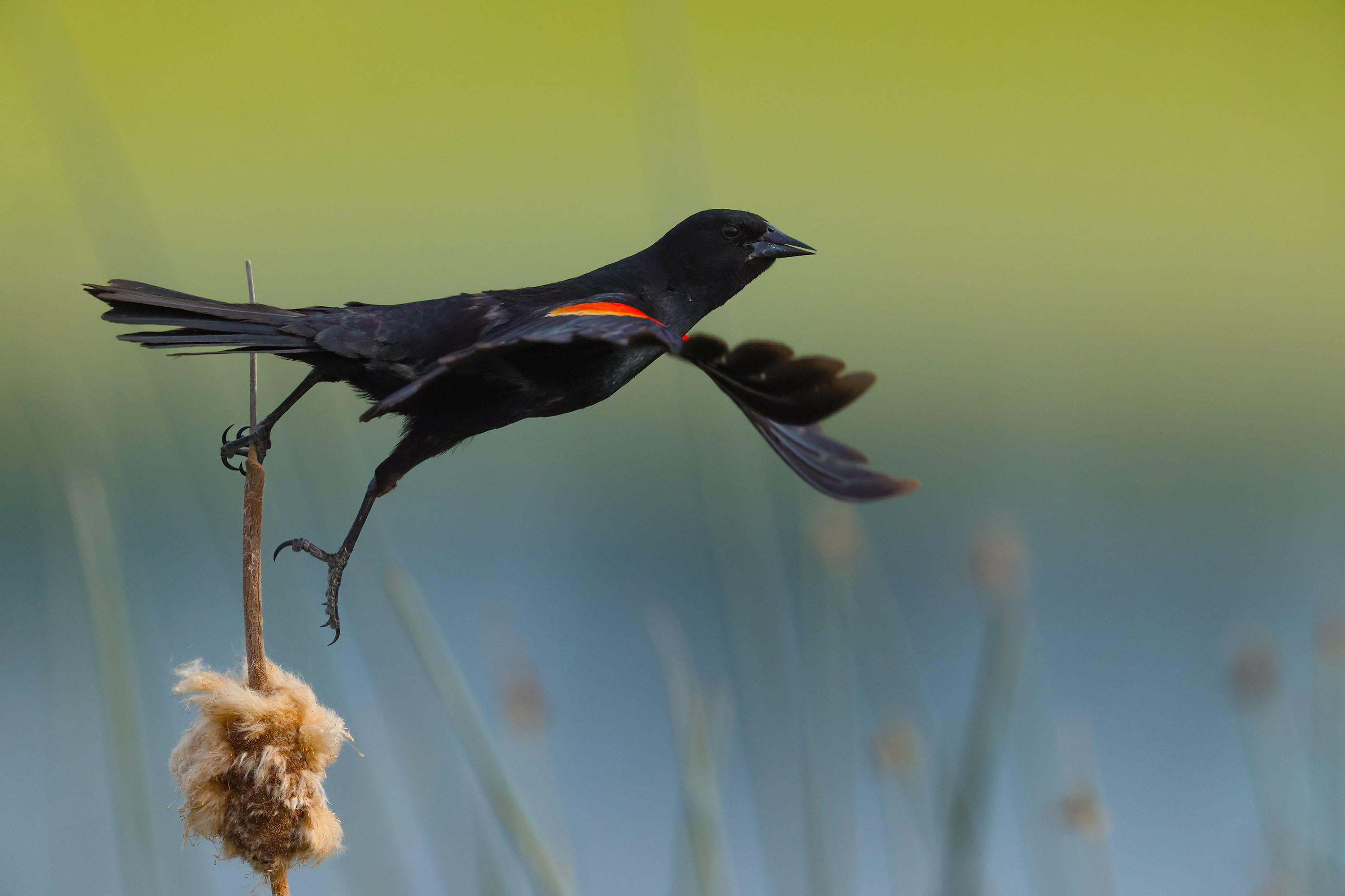 Pássaro voando de um galho