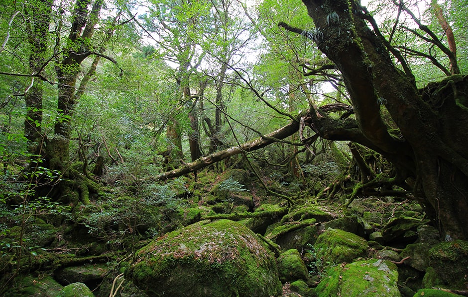 Permite enfocar de forma rápida y precisa al hacer fotos